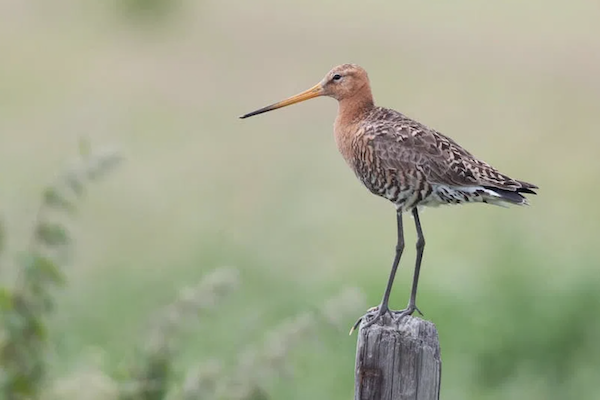 Vogels spotten natuur Vlieland